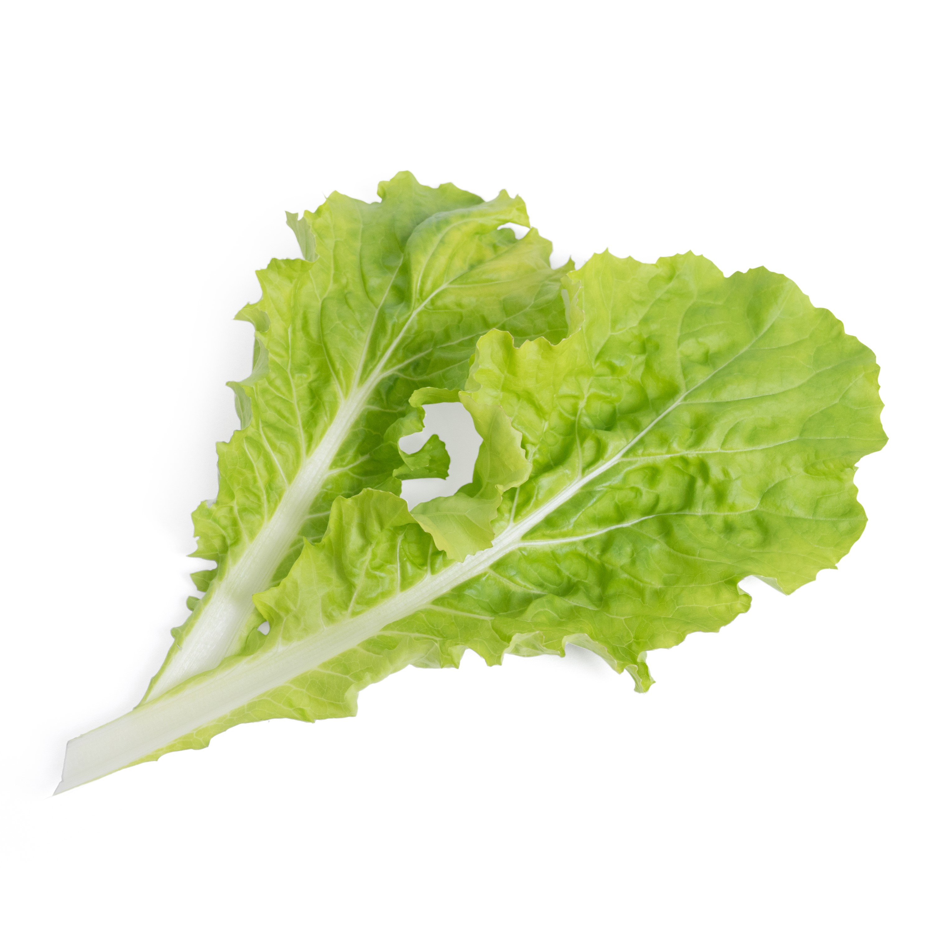Véritable® BIO sadenice Čínska kapusta Pai-Tsai