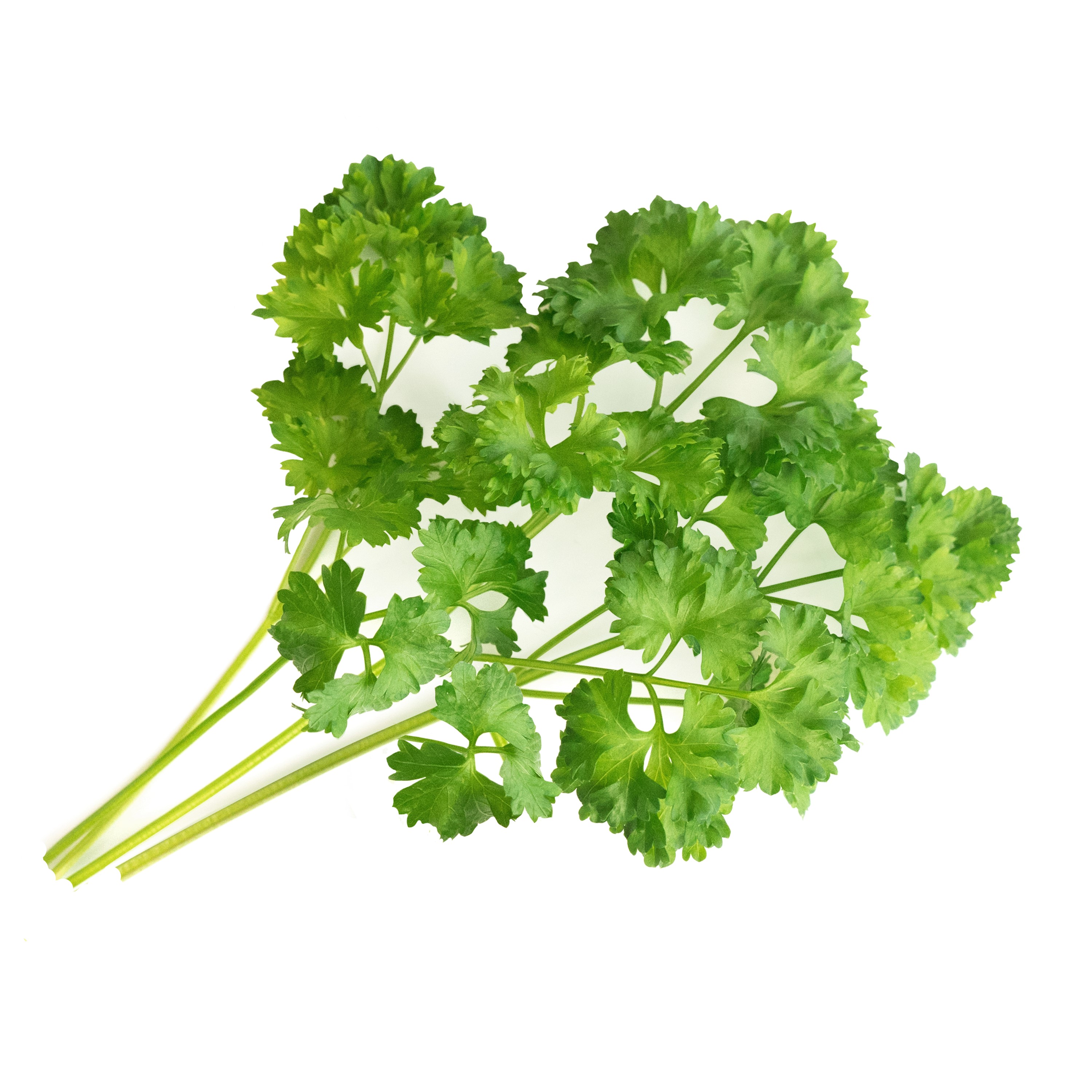 Véritable Lingot® Bio sadenice Petržlenovej vňate