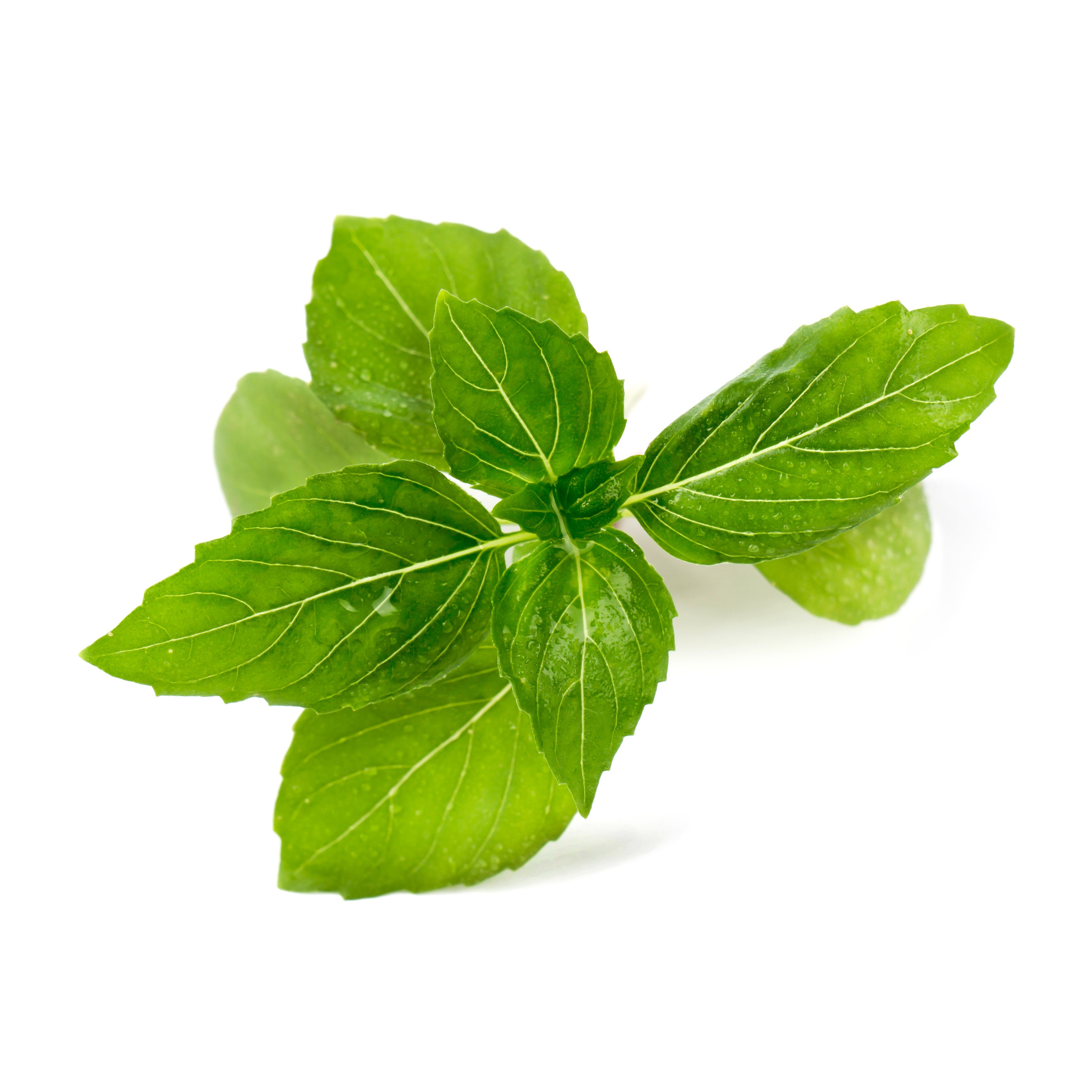 Véritable Lingot® Bio sadenice Škoricovej Bazalky