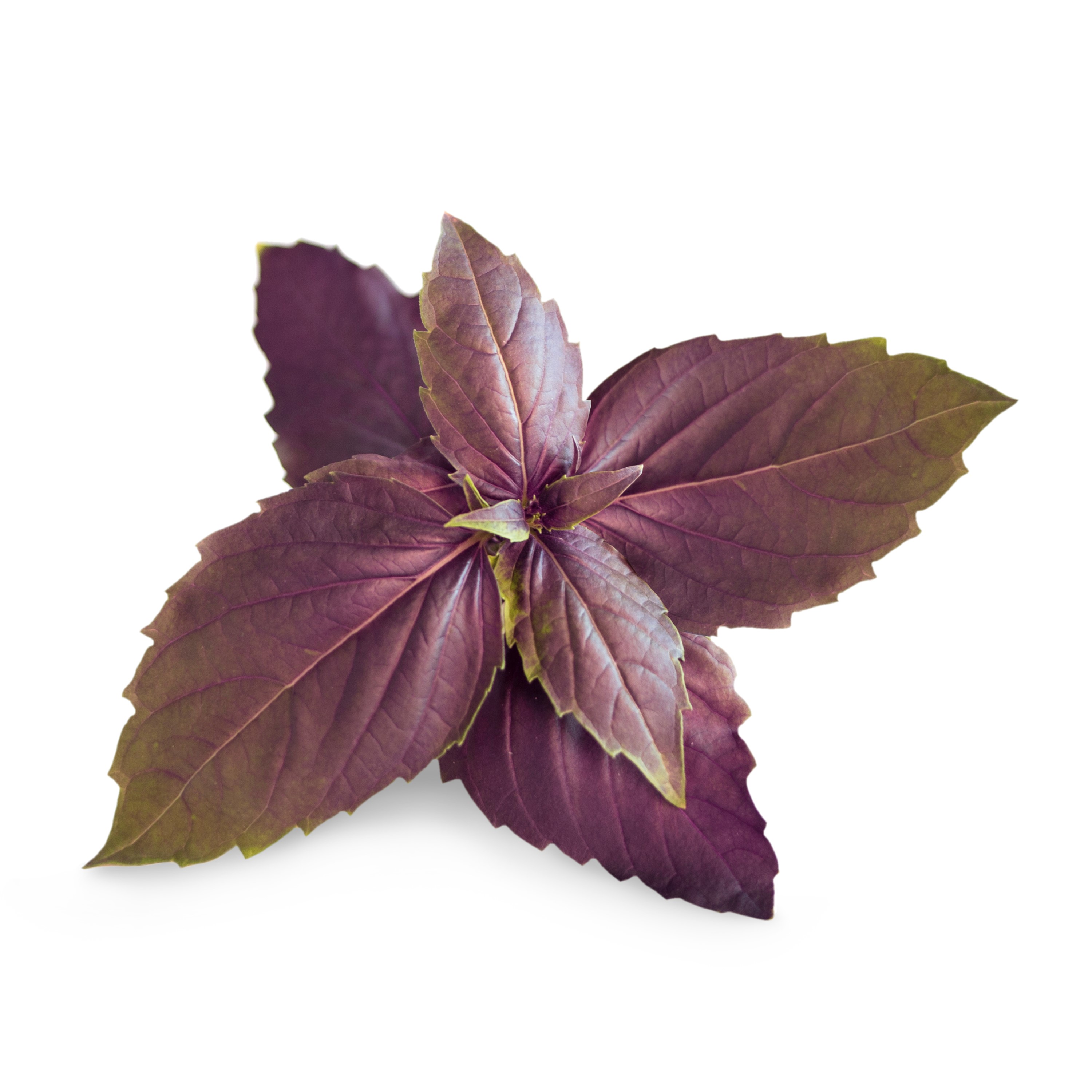 Véritable® BIO sadenice Fialová Bazalka