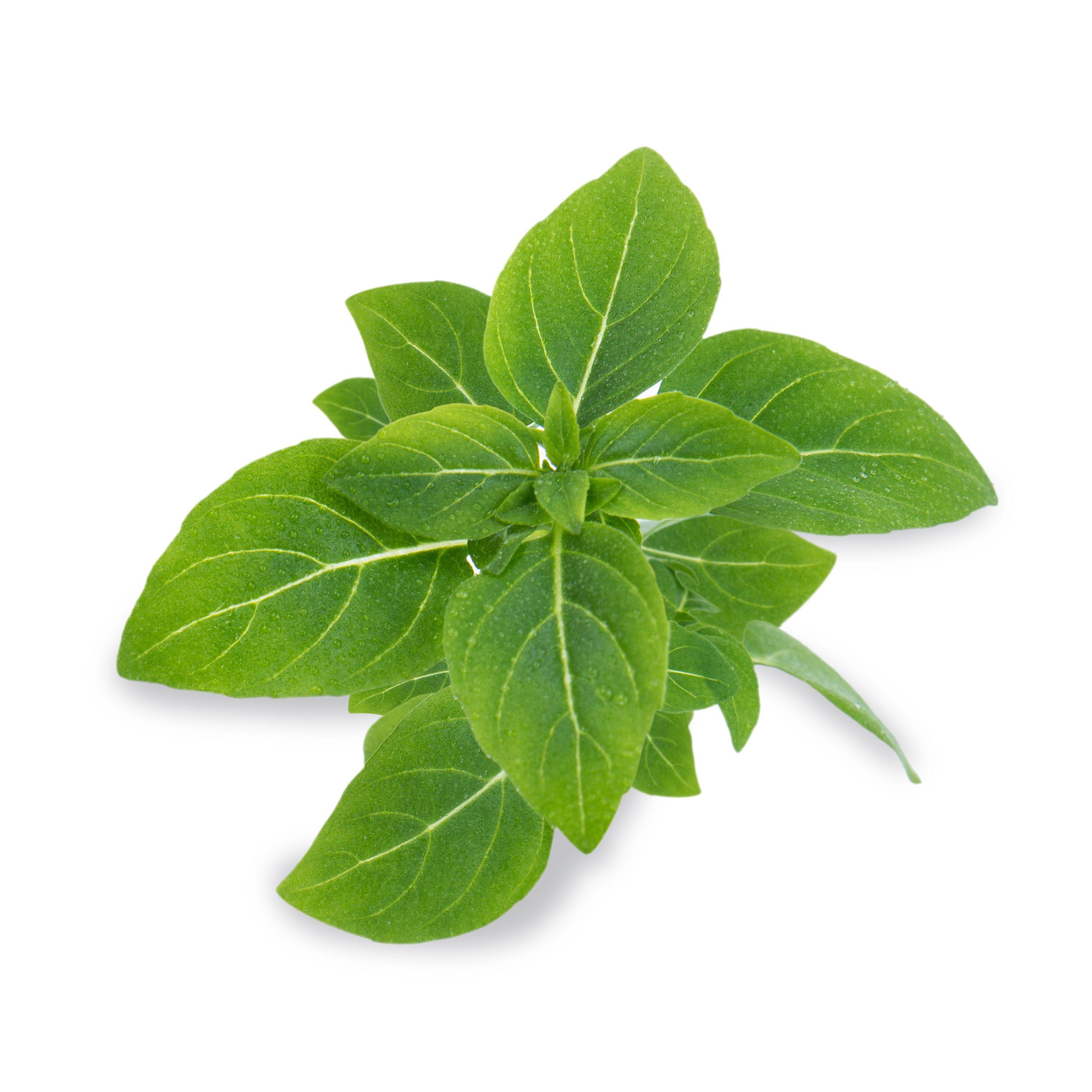 Véritable Lingot® Bio sadenice Trpaslíčej Bazalky