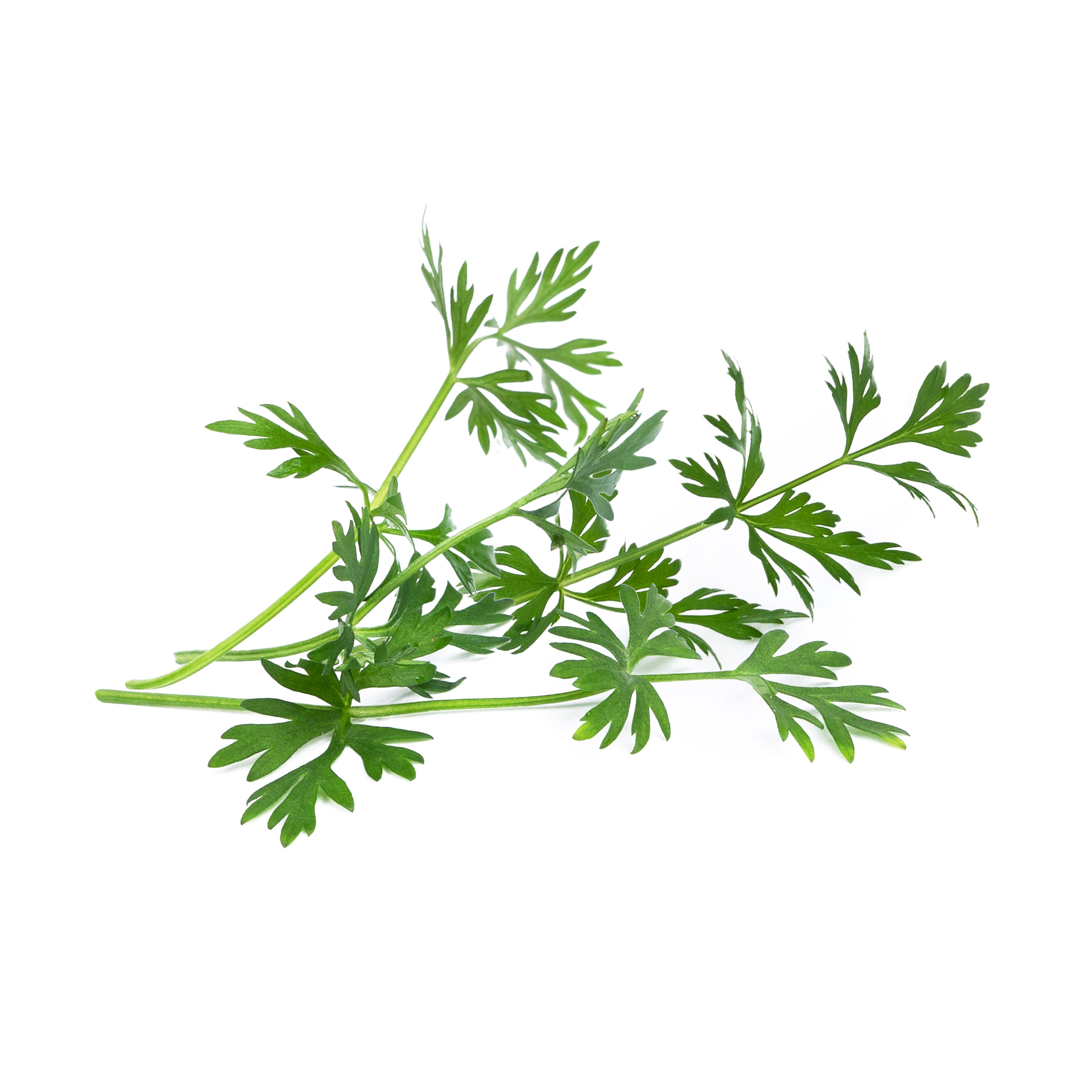 Véritable Lingot® Bio sadenice Kmínu