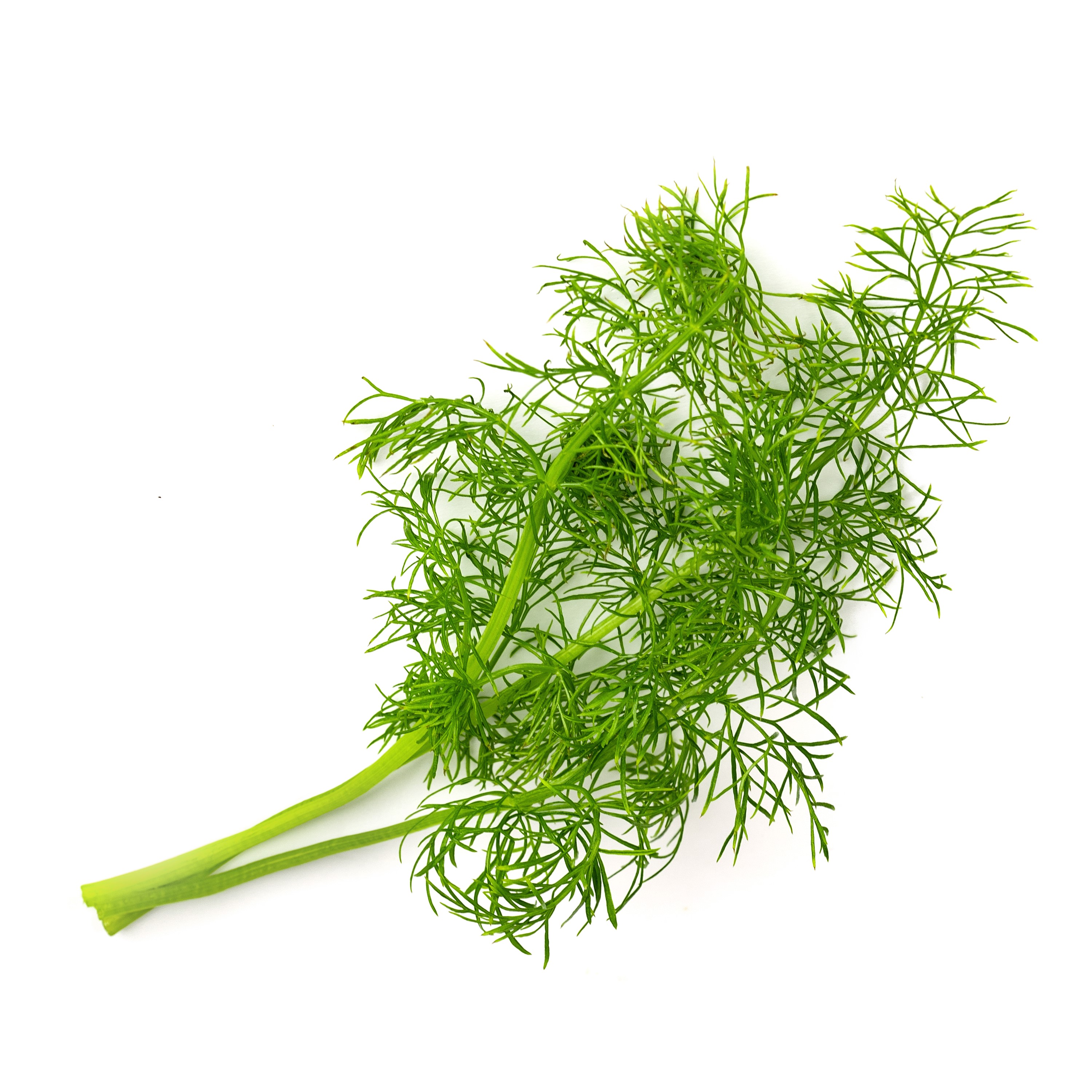 Véritable® BIO sadenice Fenikel