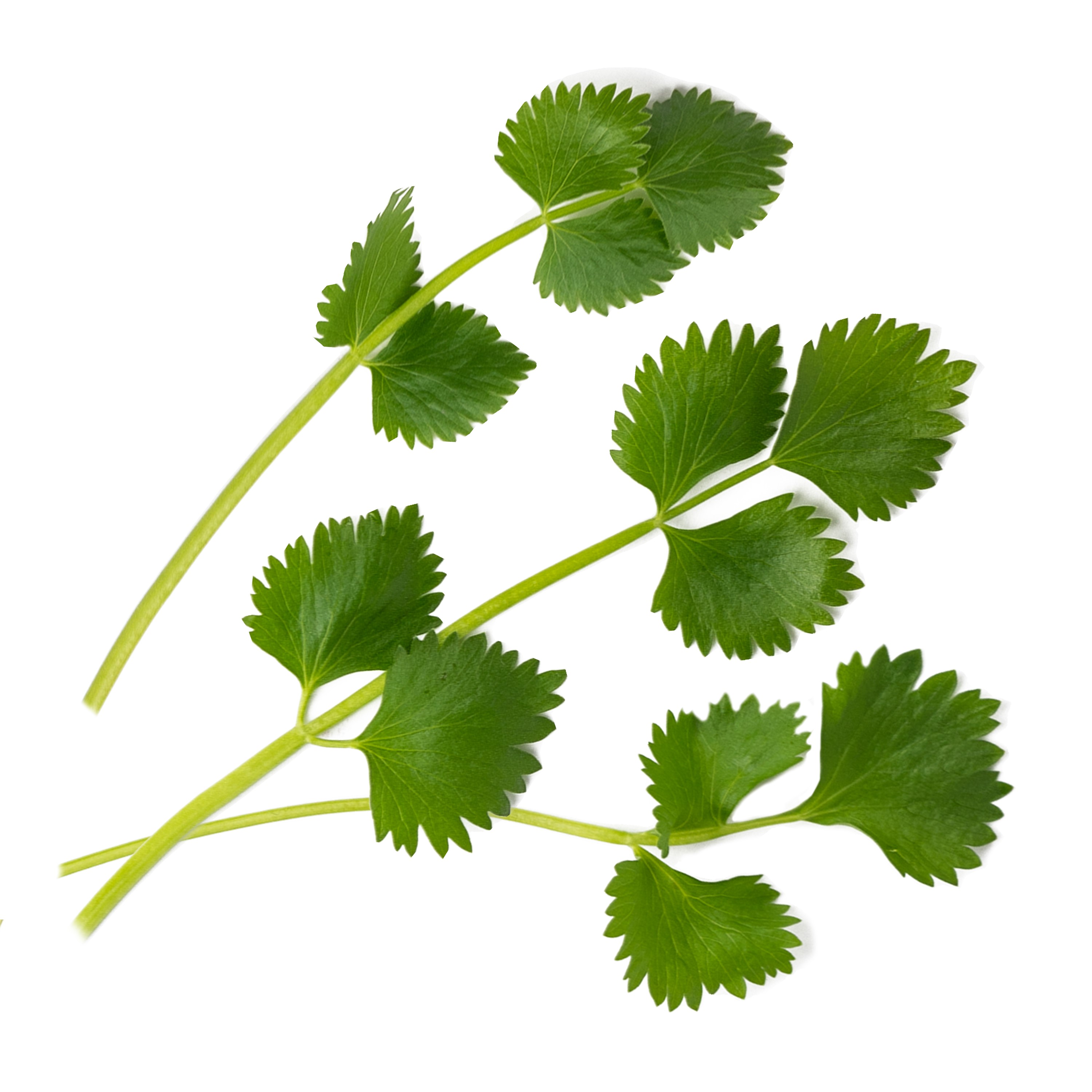 Véritable® BIO sadenice Aníz