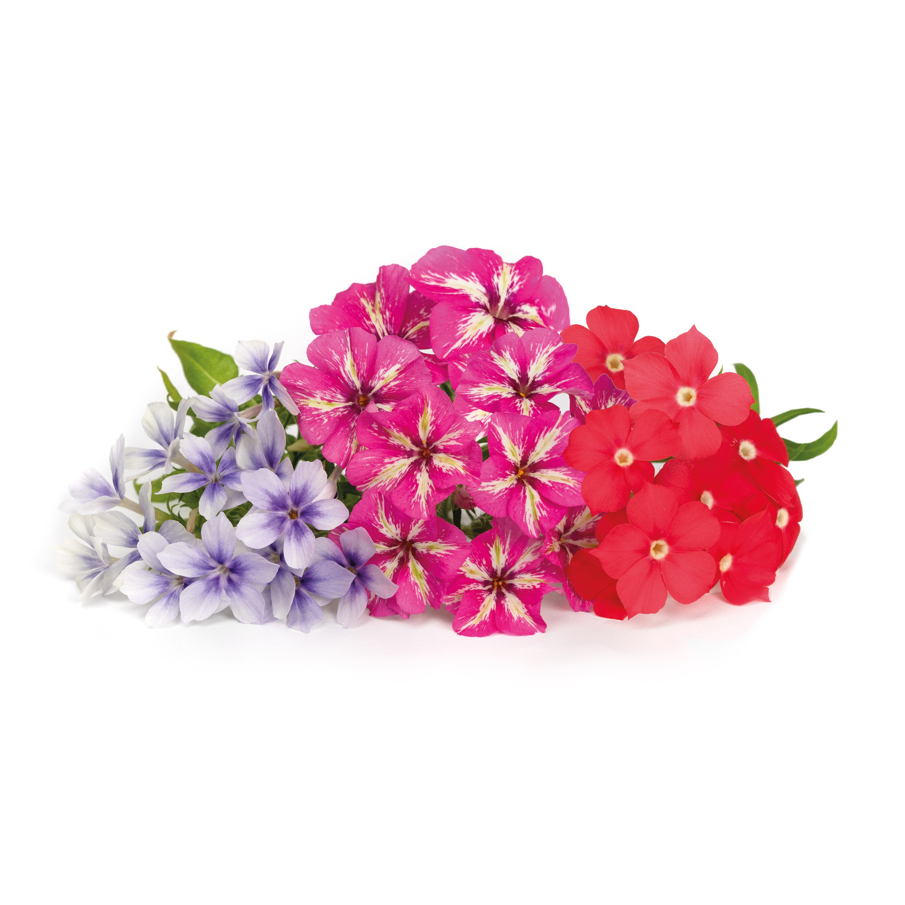 Véritable® BIO sadenice Flox (Plamienok)