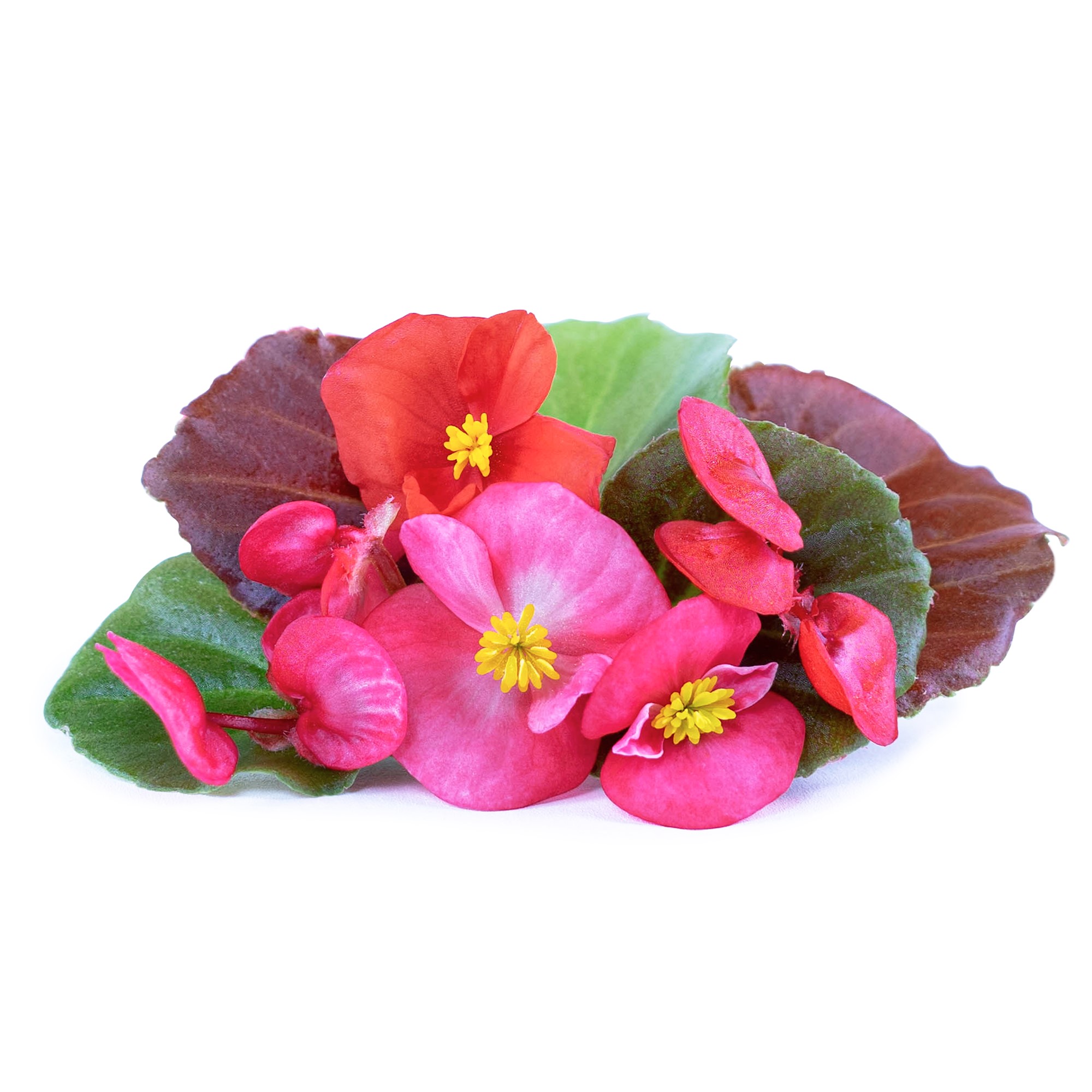 Véritable® BIO sadenice Begónia