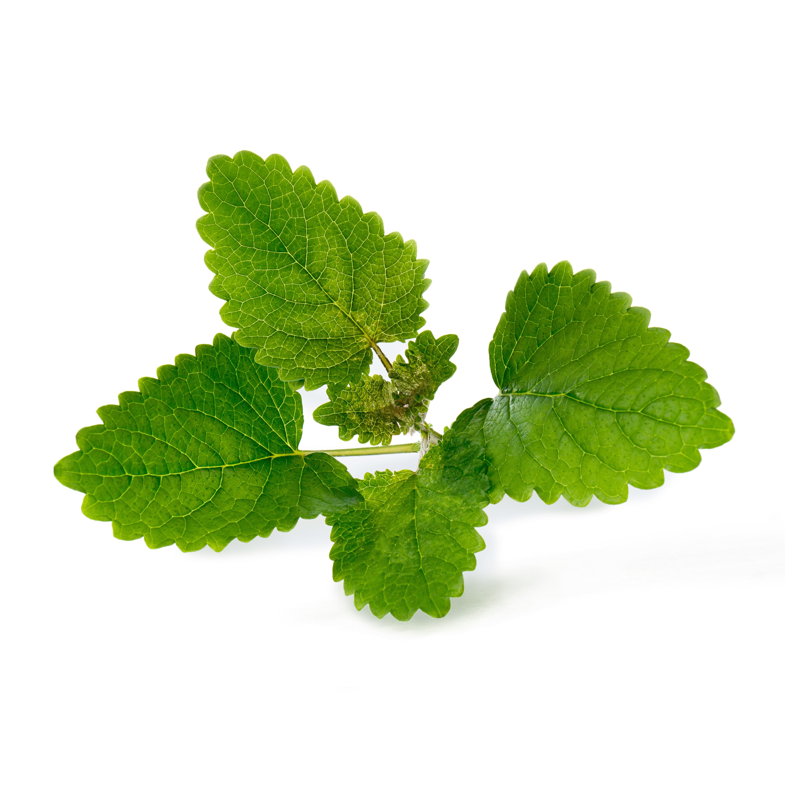Véritable Lingot® Bio sadenice Medovky