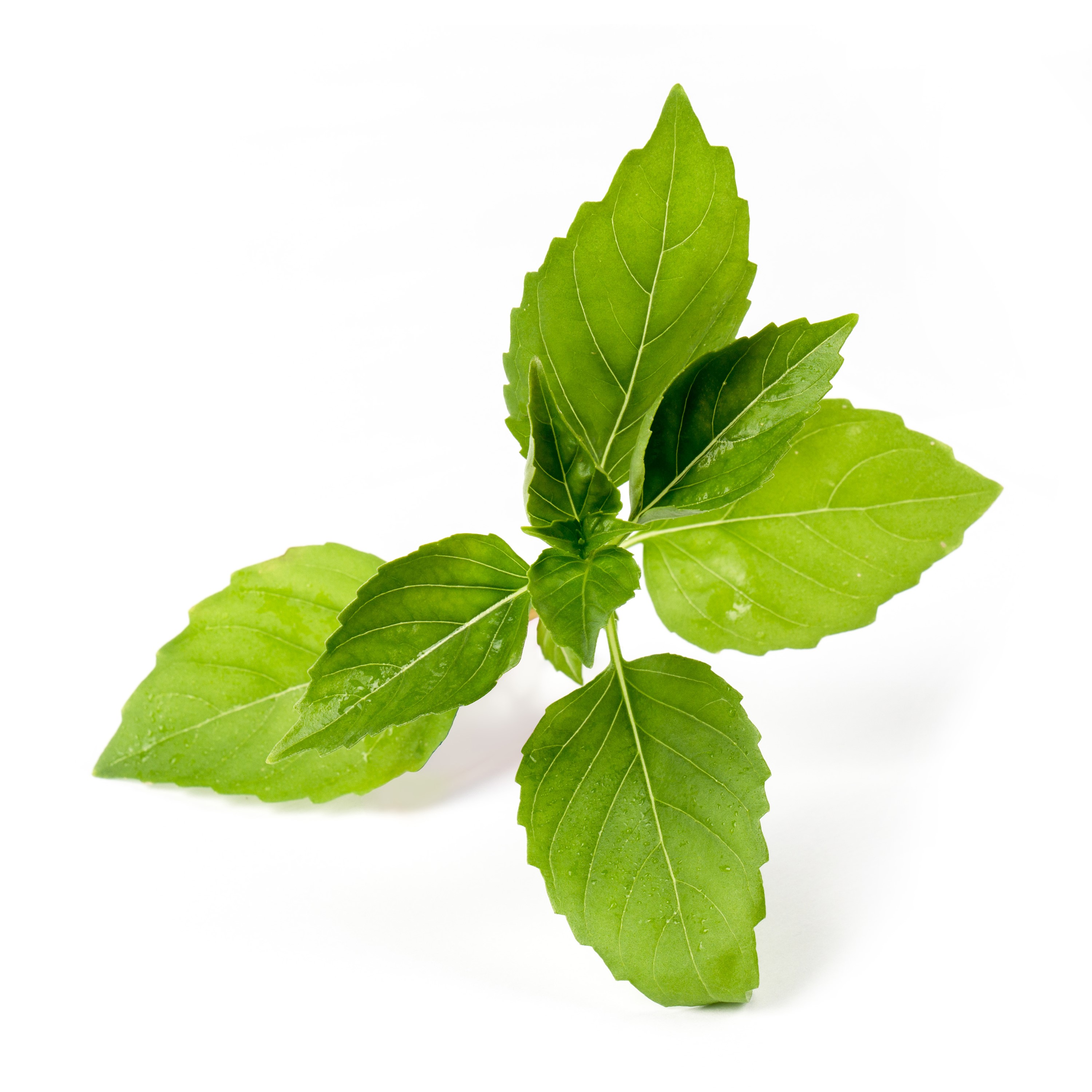 Véritable® BIO sadenice Citrónová bazalka
