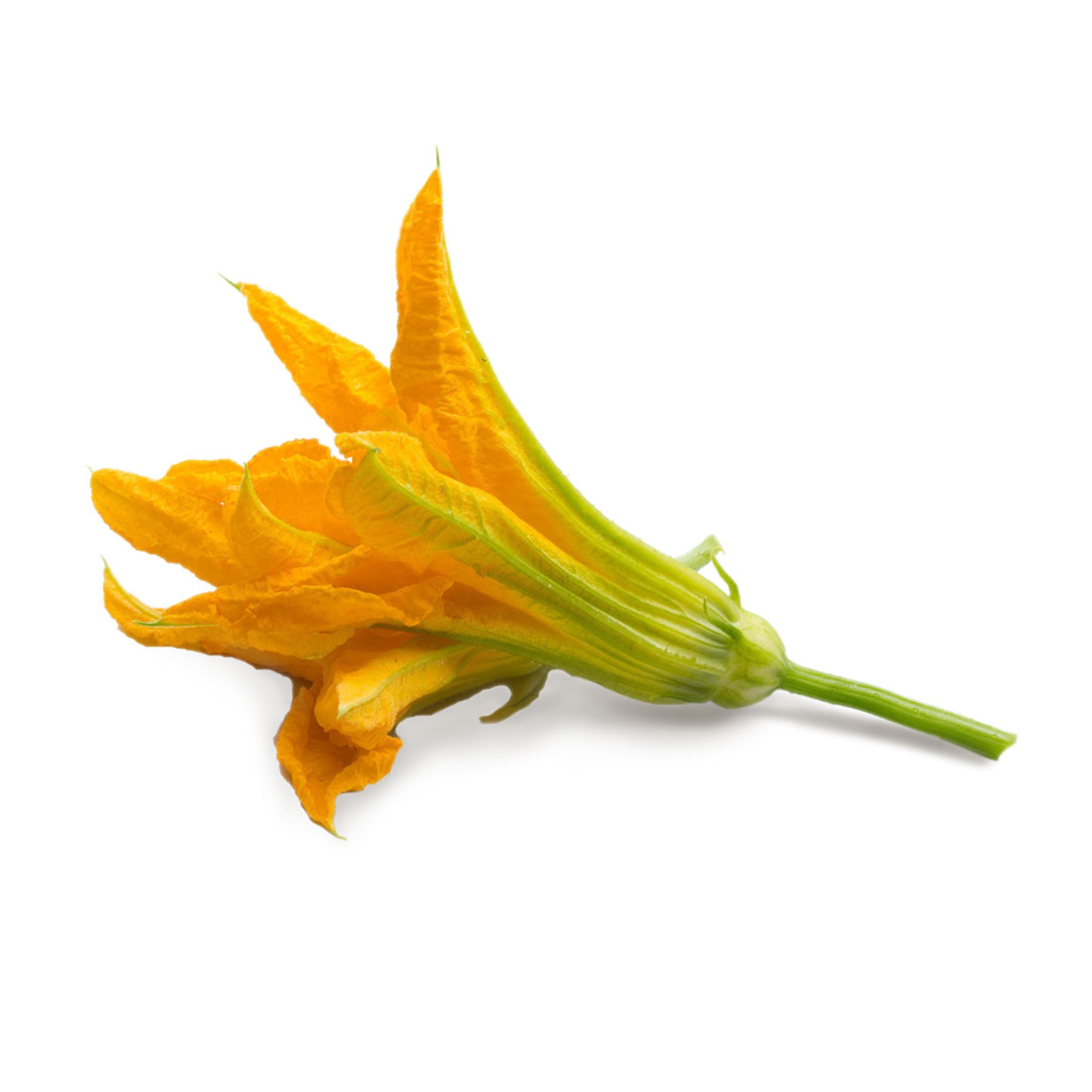 Véritable Lingot® BIO sadenice Jedlých kvety Cukety