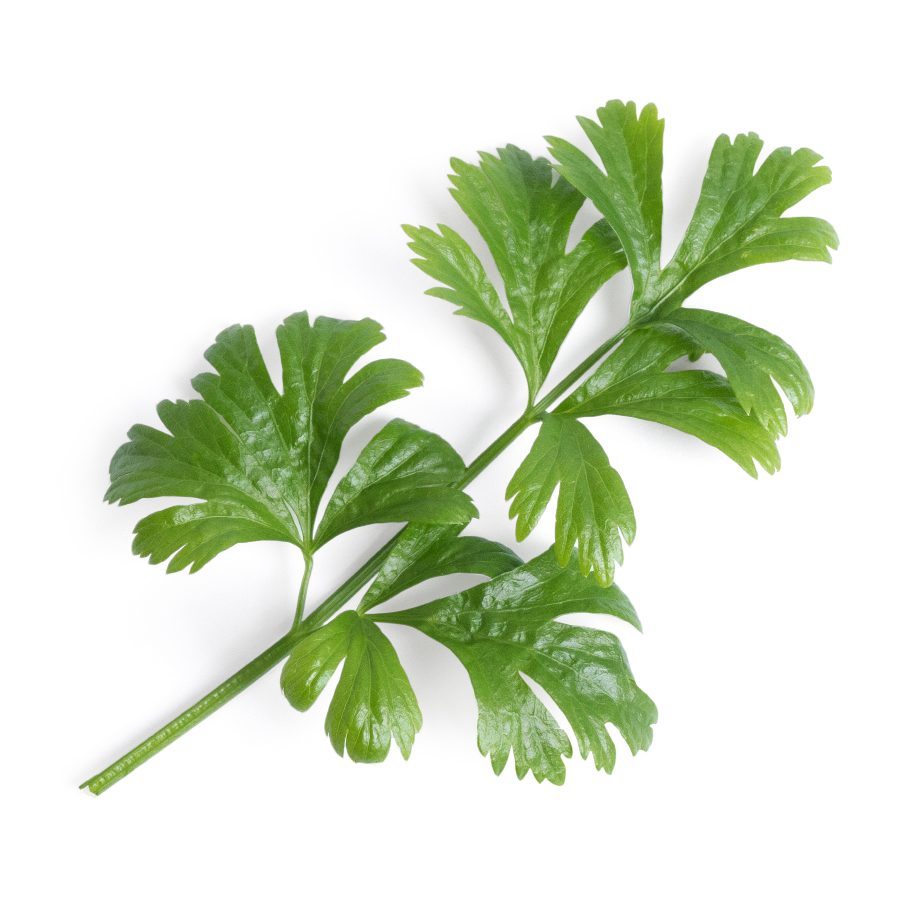 Véritable Lingot® Bio sadenice Zeleru