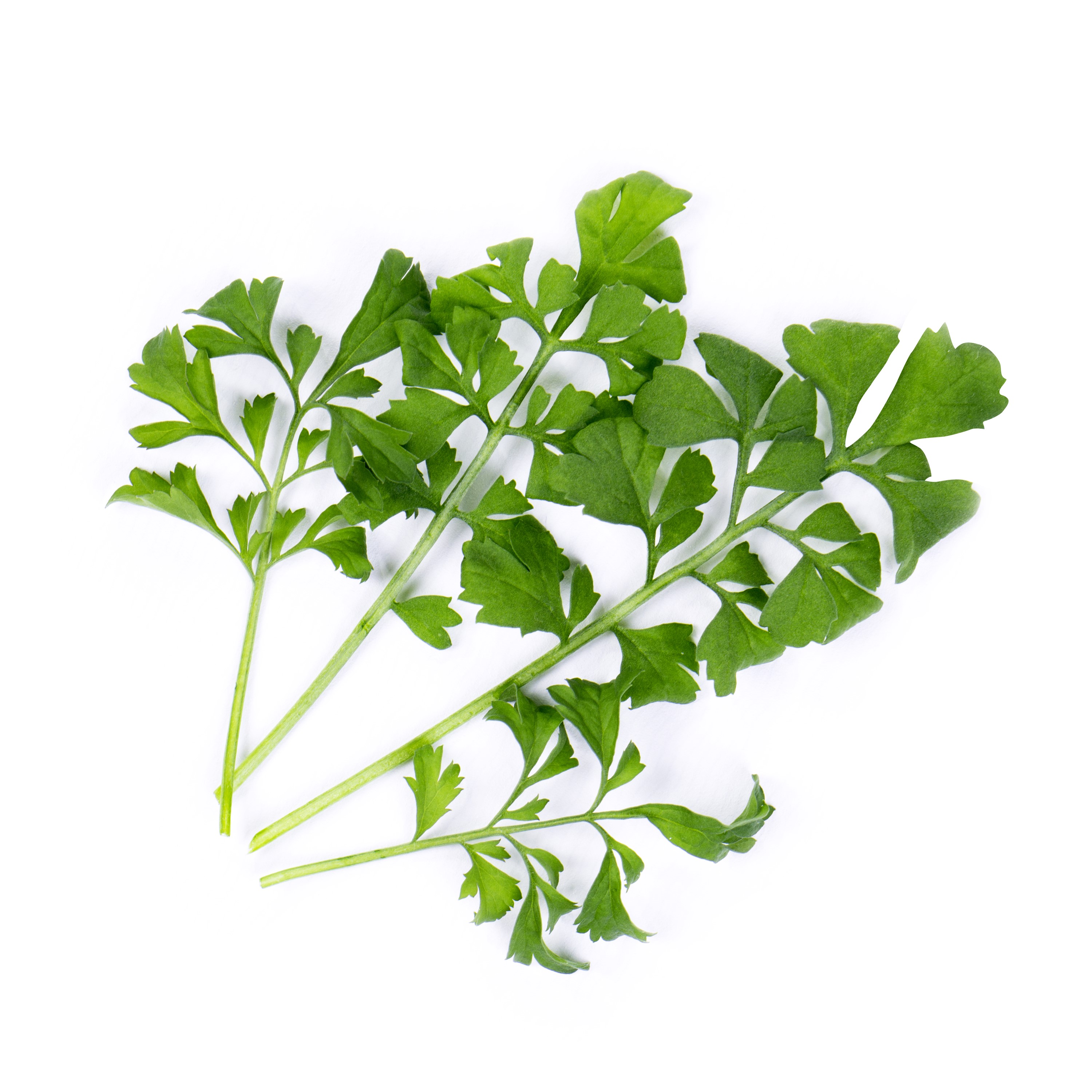 Véritable Lingot® Bio sadenice Žeruchy