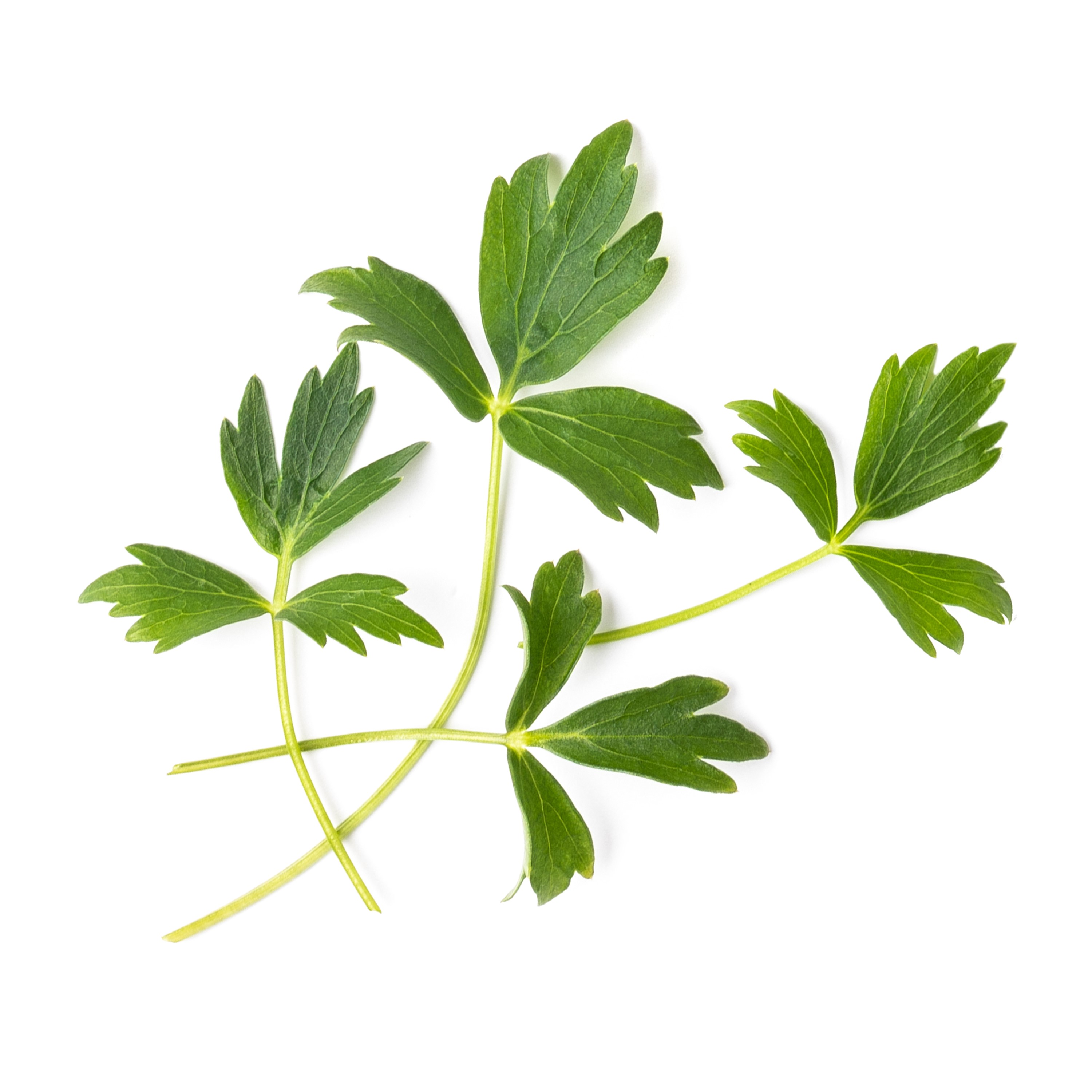 Véritable® BIO sadenice Ľubovníku