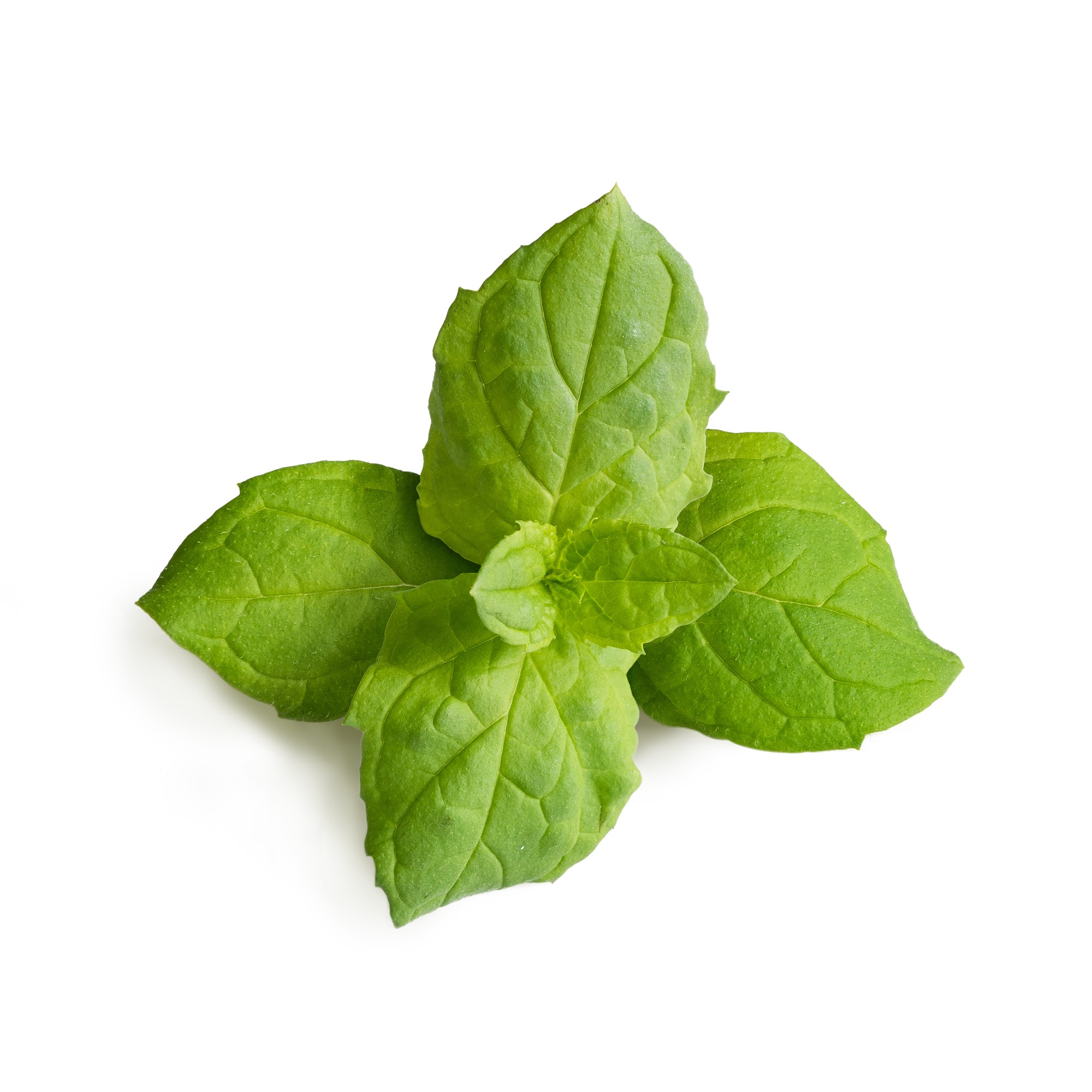 Véritable® BIO sadenice Mäta Marocká