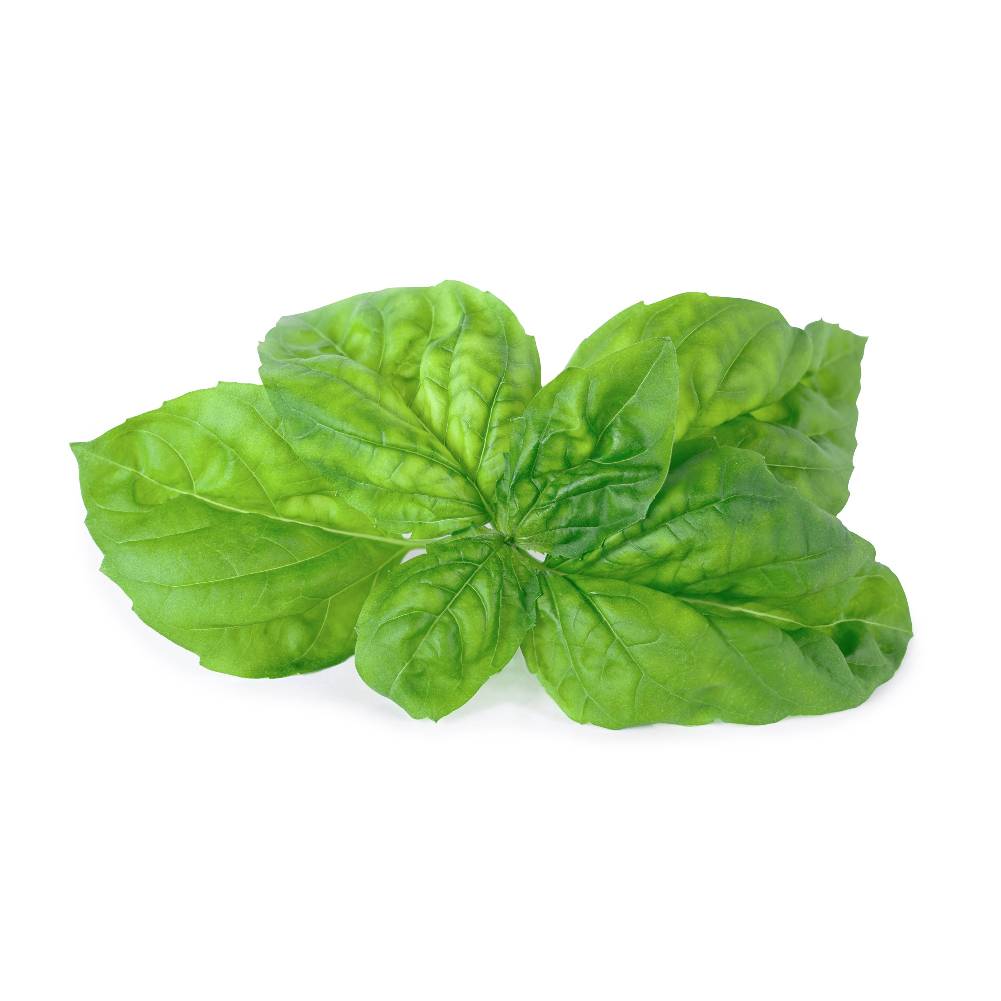 Véritable® BIO sadenice Bazalka Mamutia