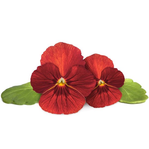 Click and Grow® sadenice Červená Maceška