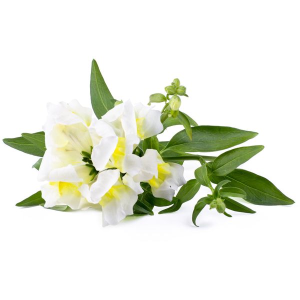 Click and Grow® sadenice Hľadík biely