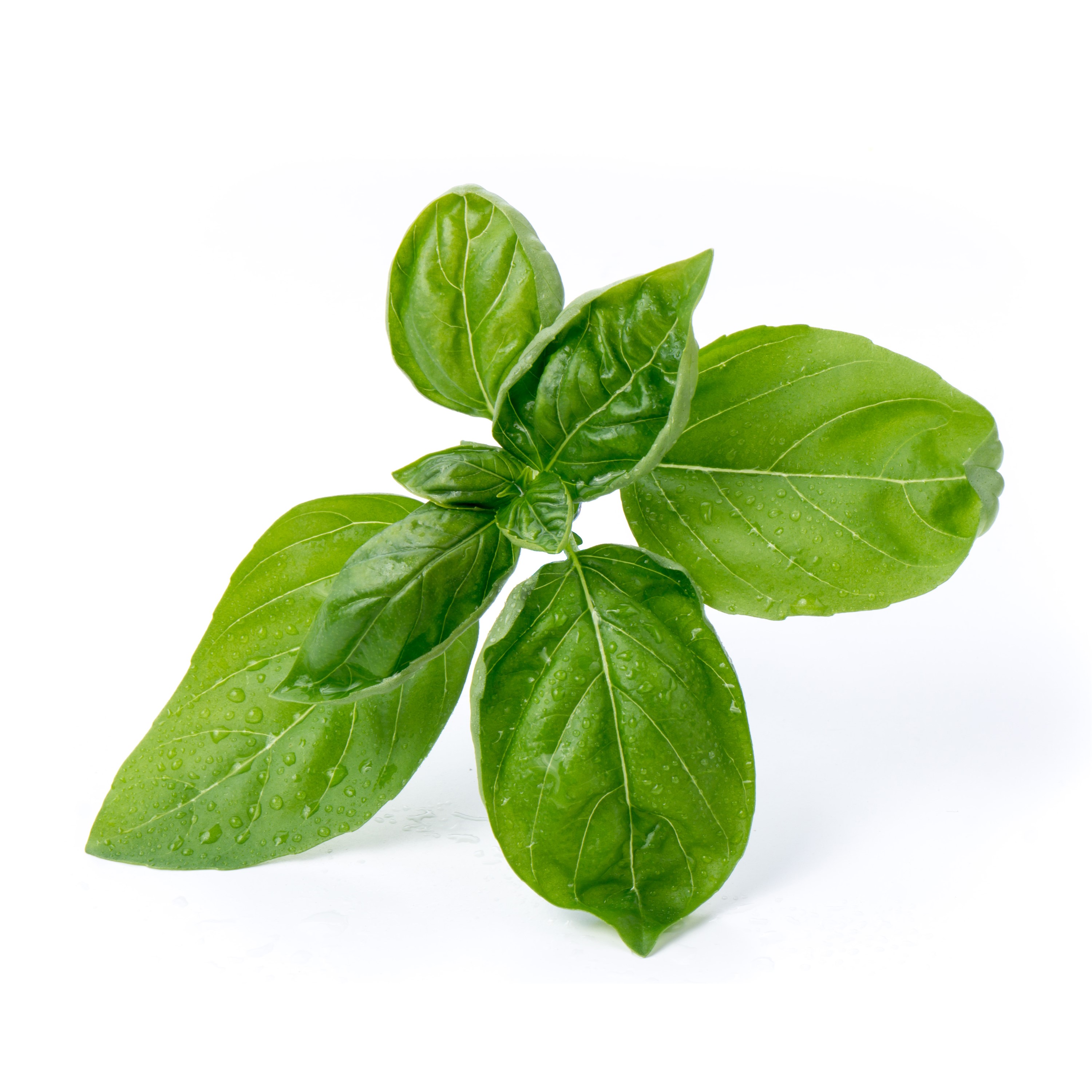 Véritable Lingot® Bio sadenice Bazalky