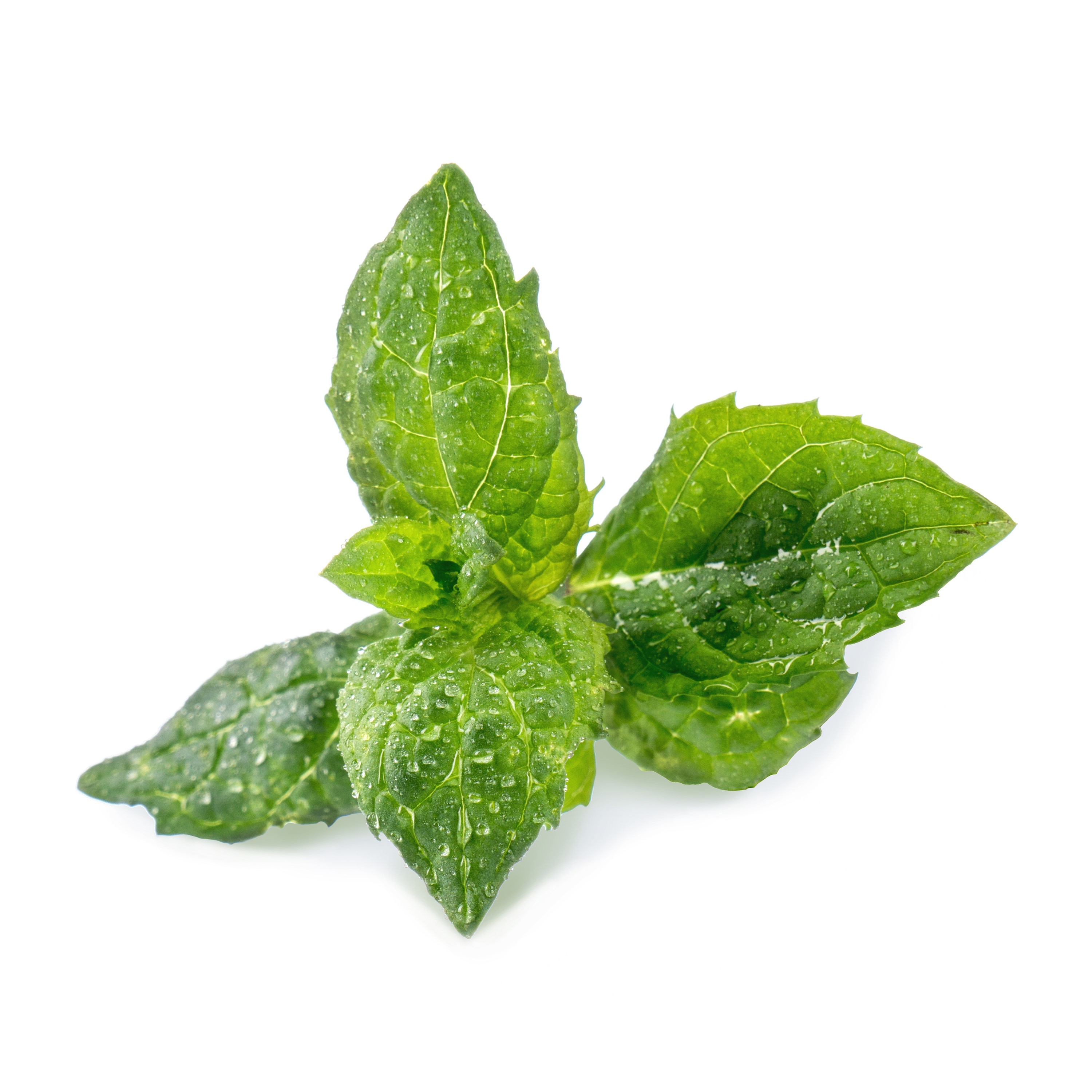 Véritable Lingot® Bio sadenice Mäty