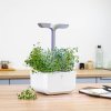 Thyme Thym