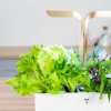 oakleaf lettuce2