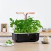 Curly parsley Persil Frisé