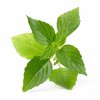 Thai Basil (Basilic Thai)