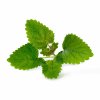 Lemon balm (Melisse)