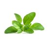 Pennyroyal (menthe pouilliot)