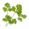 Cilantro (Coriandre)