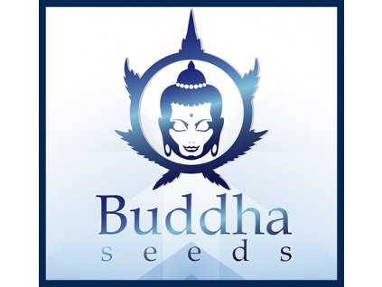 buddha seeds