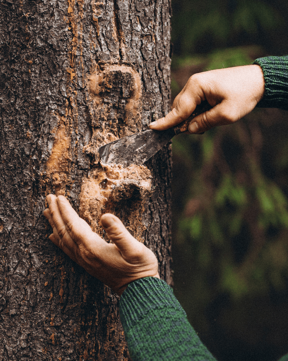 Smrková pryskyřice je zázrak přírody. Má antibakteriální a protiplísňové účinky a pomáhá rychleji regenerovat.