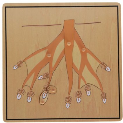 ADENA MONTESSORI Puzzle kořen
