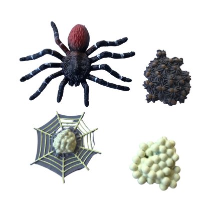 ANIMAL LIFE figurky životní cyklus pavouk Tarantule