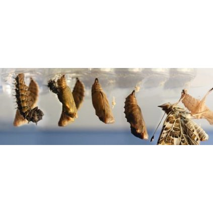 8952 insect lore kupon na 33 housenek motylu pro skolni sadu