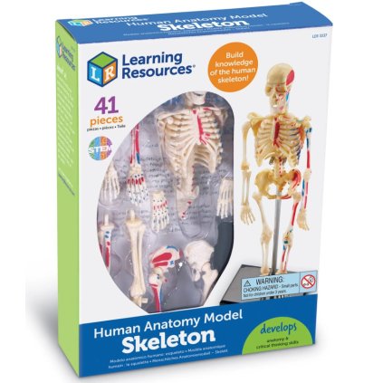 Learning Resources - Anatomický model kostry