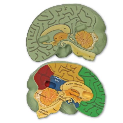 Learning Resources - Model anatomie mozku