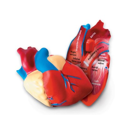 Learning Resources - Model anatomie srdce