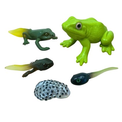 Sada Životní cyklus ŽÁBA