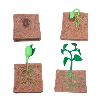 Sada Životní cyklus FAZOLE