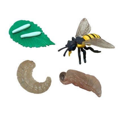 Sada Životní cyklus VČELA