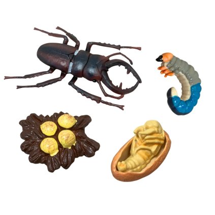 Sada Životní cyklus ROHÁČ