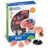 Learning Resources - Model anatomie mozku
