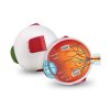 Learning Resources - Model anatomie oka