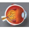 Learning Resources - Model anatomie oka