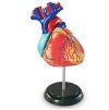Learning Resources - Model anatomie srdce
