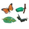 Sada Životní cyklus MOTÝL