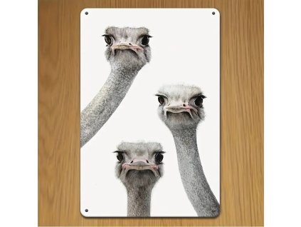 Kovová cedule 3 x pštros 30 x 20 cm. POŠKOZENO II