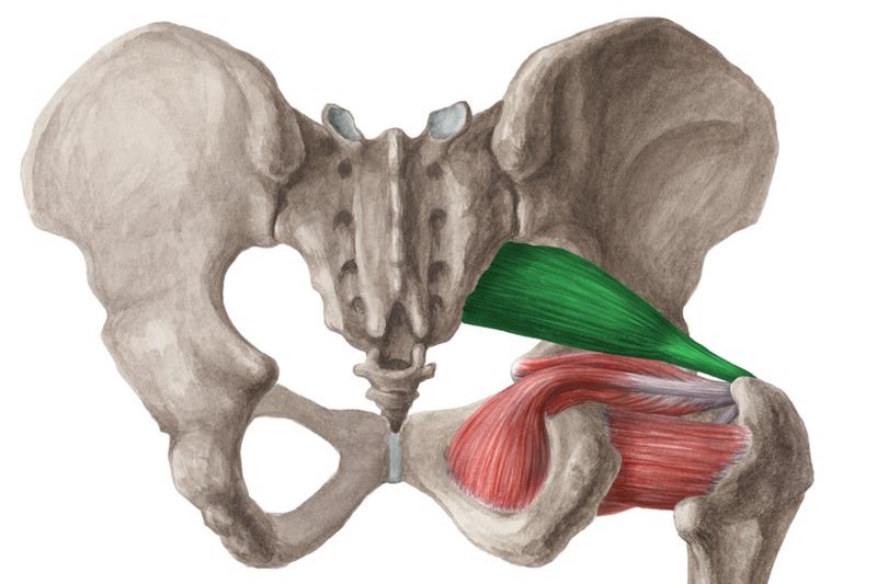 Anatómia Piriformis svalu
