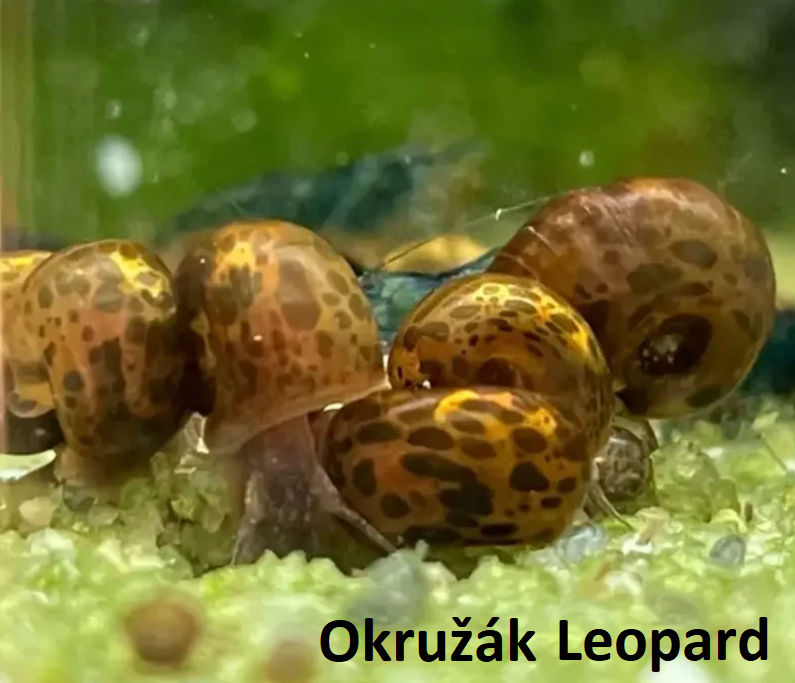 Do kuchyně