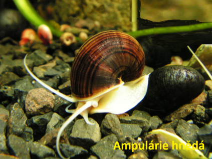 Ampulárie hnědá